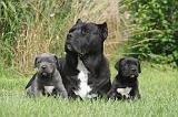 CANE CORSO 1275